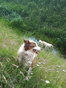 Braaf! Gezamenlijke wandeling Boschoord