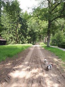 Braaf! Gezamenlijke wandeling Boschoord 3