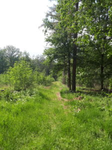 Braaf! Gezamenlijke wandeling Boschoord 7