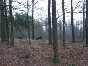 Braaf! Gezellige Gezamenlijke Snert Wandeling Vledderveen 6