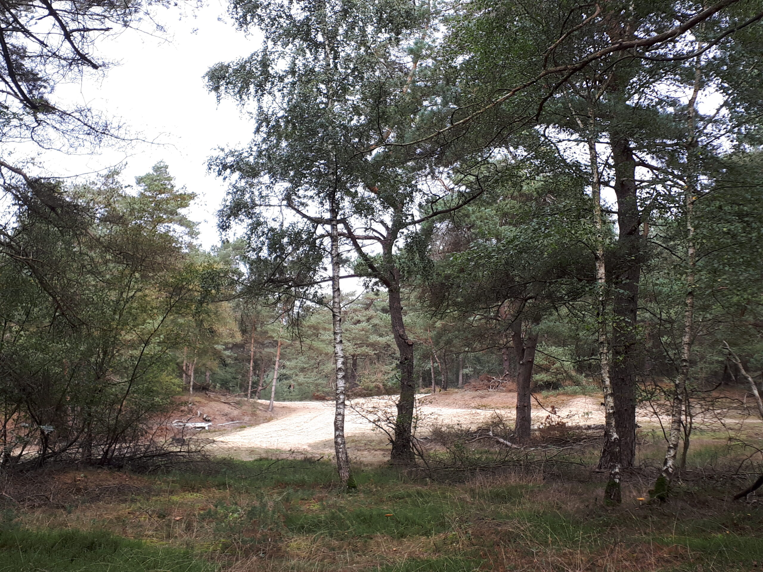 Braaf! Gezellige Gezamenlijke Wandeling Herfstig Havelte