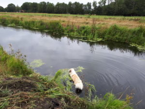 Braaf! Gezellige gezamenlijke wandeling Wapserveense Aa 2