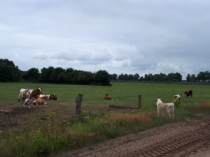 Braaf! Gezellige gezamenlijke wandeling Wapserveense Aa 3