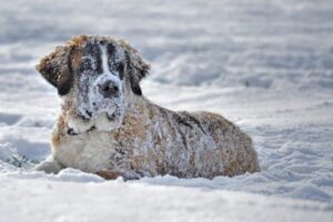 In verband met sneeuwpret geen les vanavond!