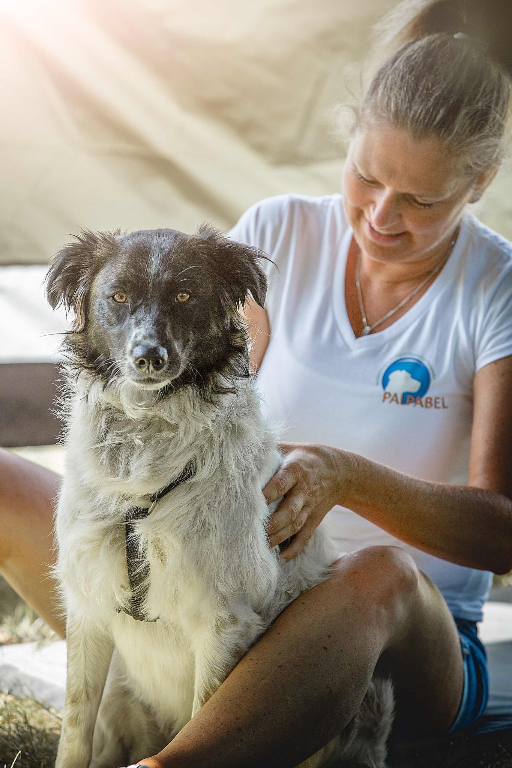 Ontspanningsmassage voor de Hond