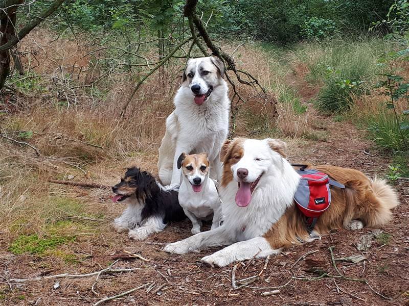 Hondenuitlaatservice Braaf! de honden van de uitlater Hondenuitlaatservice Braaf! de honden van de uitlater