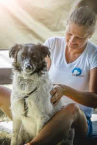 Workshop onstspanningsmassage voor je hond 3