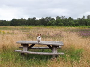 Zomerperikelen en Zomervakantie 2